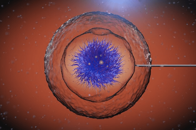 Blastocyst Transfer